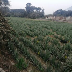 Terreno Fundo en Carabayllo (Precio m2)